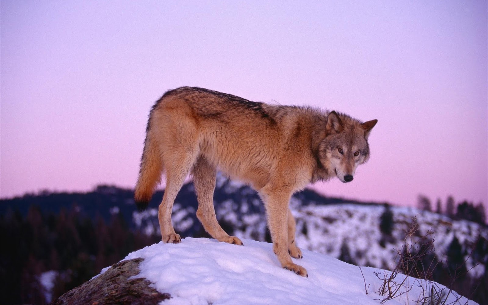 Lobos, fondos de pantalla de lobos, Wallpapers HD