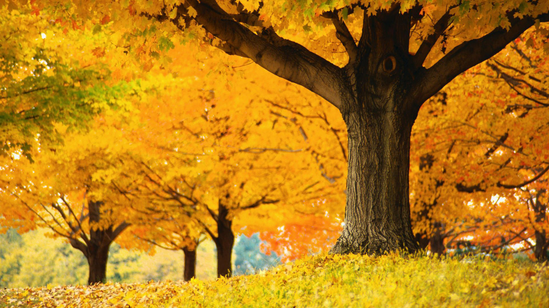 fondos otoño wallpapers autumn fondos de pantalla de otoño hojas de otono para colorear