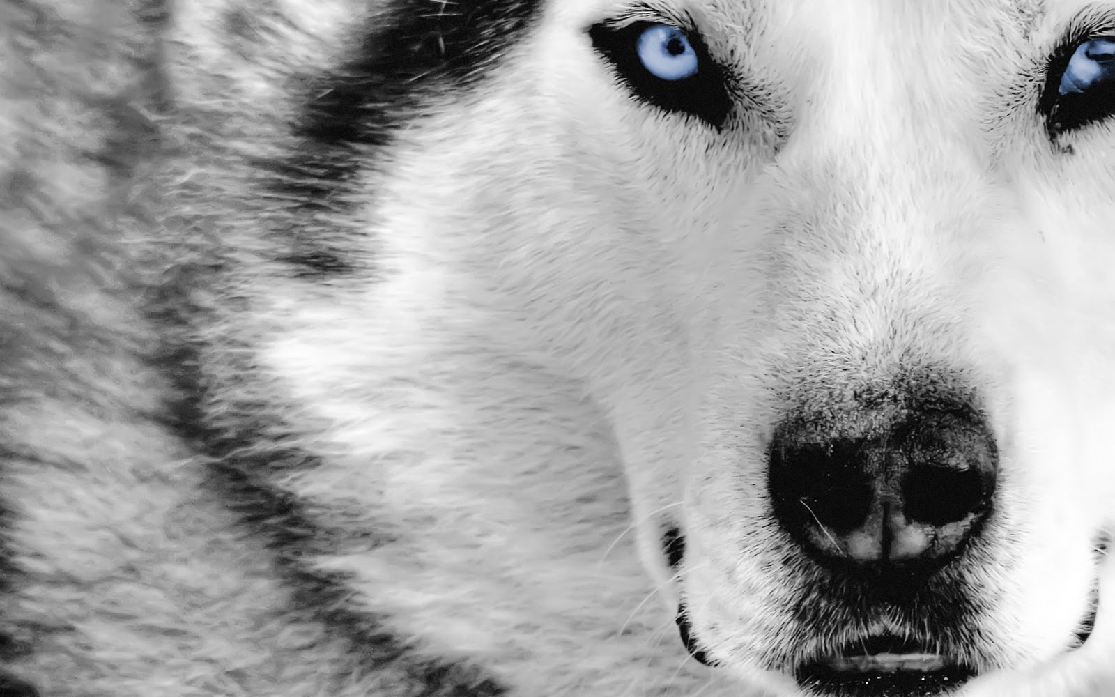 Lobos, fondos de pantalla de lobos, Wallpapers HD