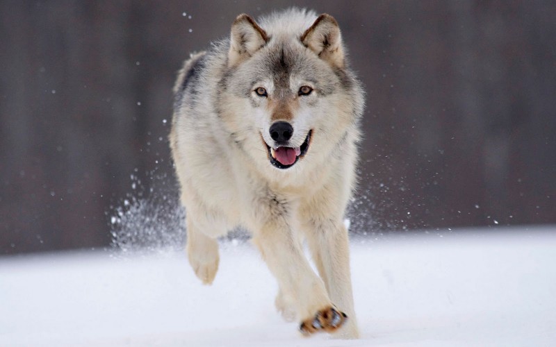 Lobos, fondos de pantalla de lobos, Wallpapers HD