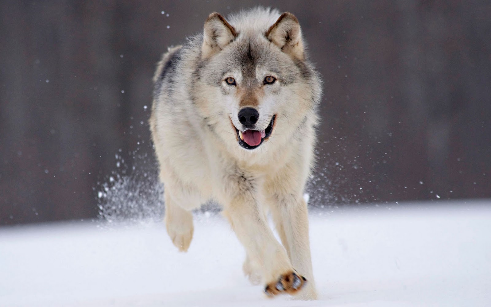 Lobos, fondos de pantalla de lobos, Wallpapers HD