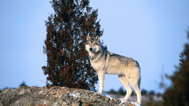 Lobos, fondos de pantalla de lobos, Wallpapers HD