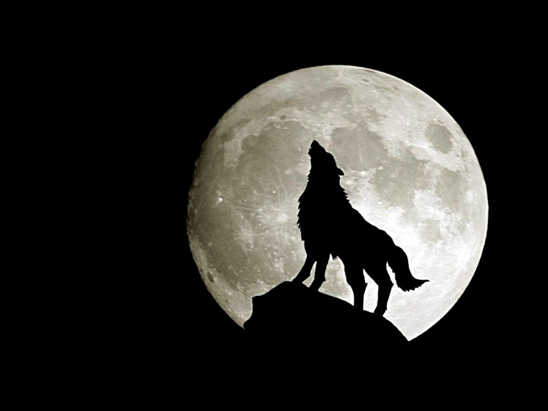 Lobos, fondos de pantalla de lobos, Wallpapers HD