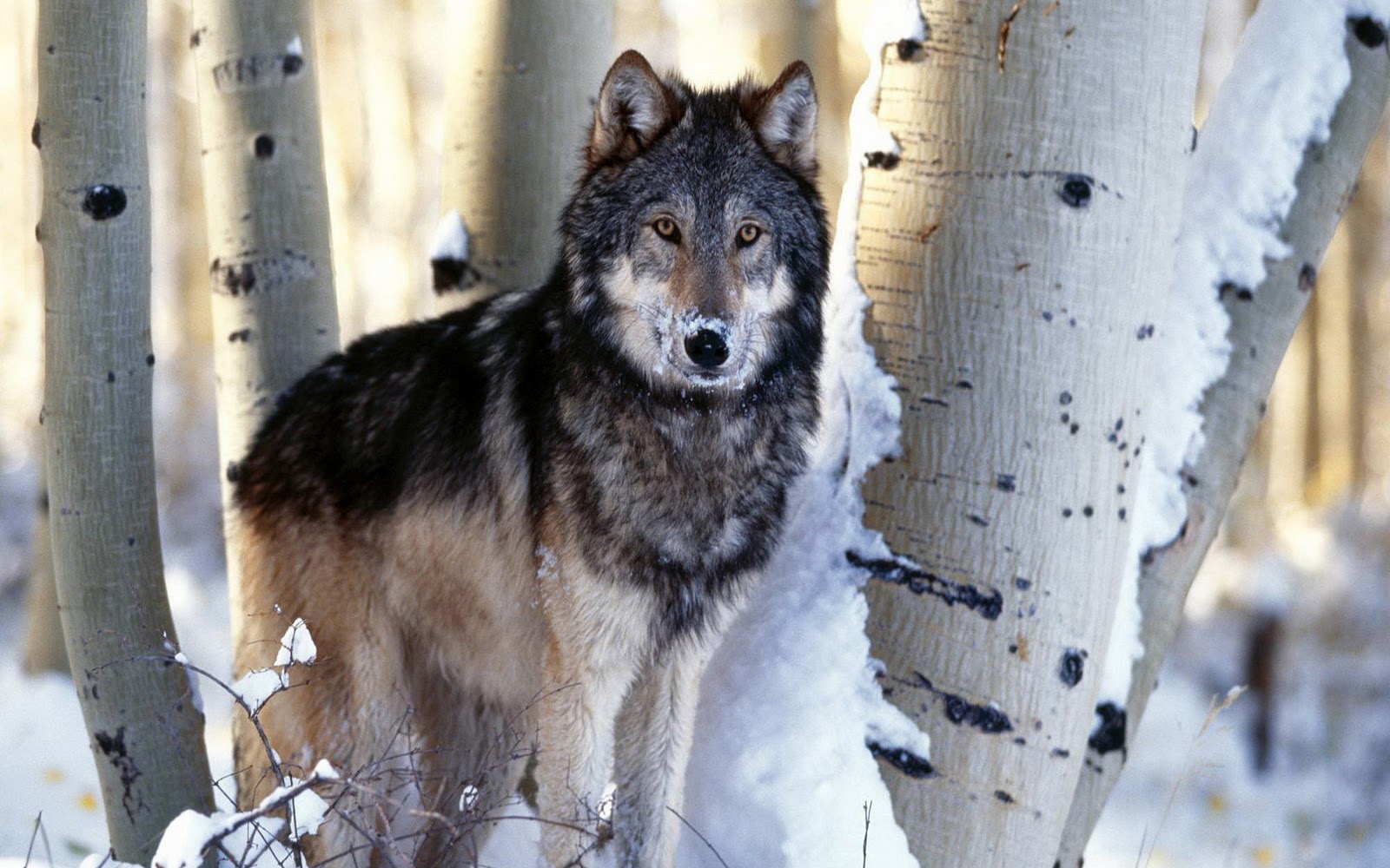 Lobos, fondos de pantalla de lobos, Wallpapers HD
