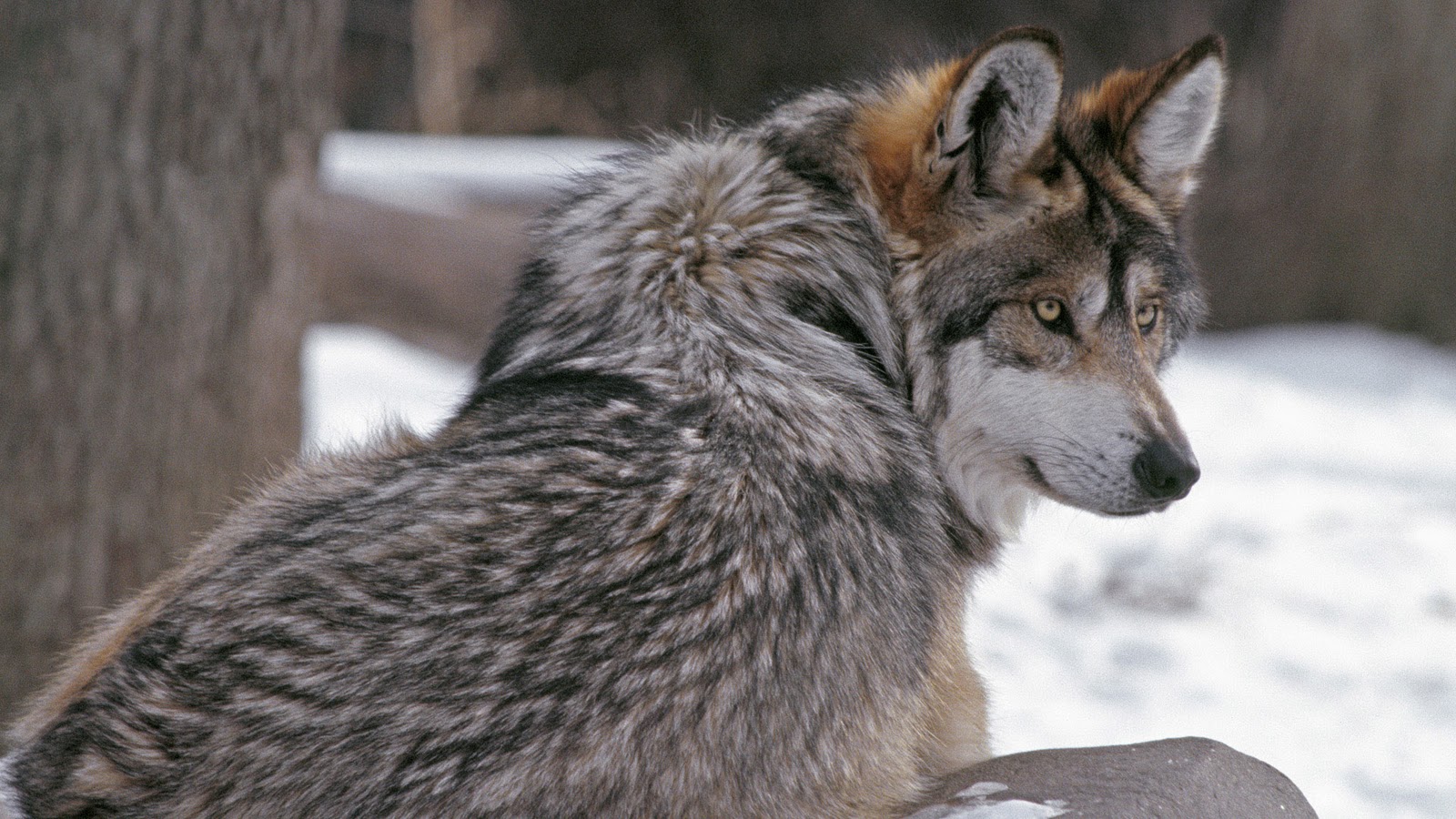 Lobos, fondos de pantalla de lobos, Wallpapers HD