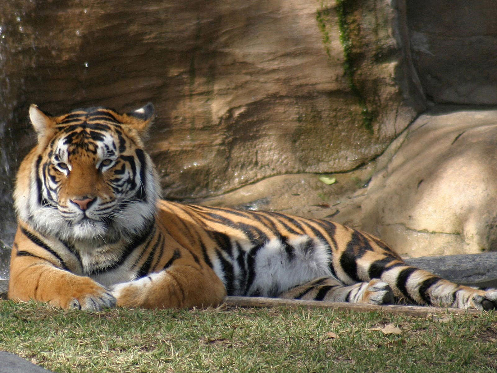 Fondos de tigres Im 225 genes de tigres fotos y wallpapers en HD