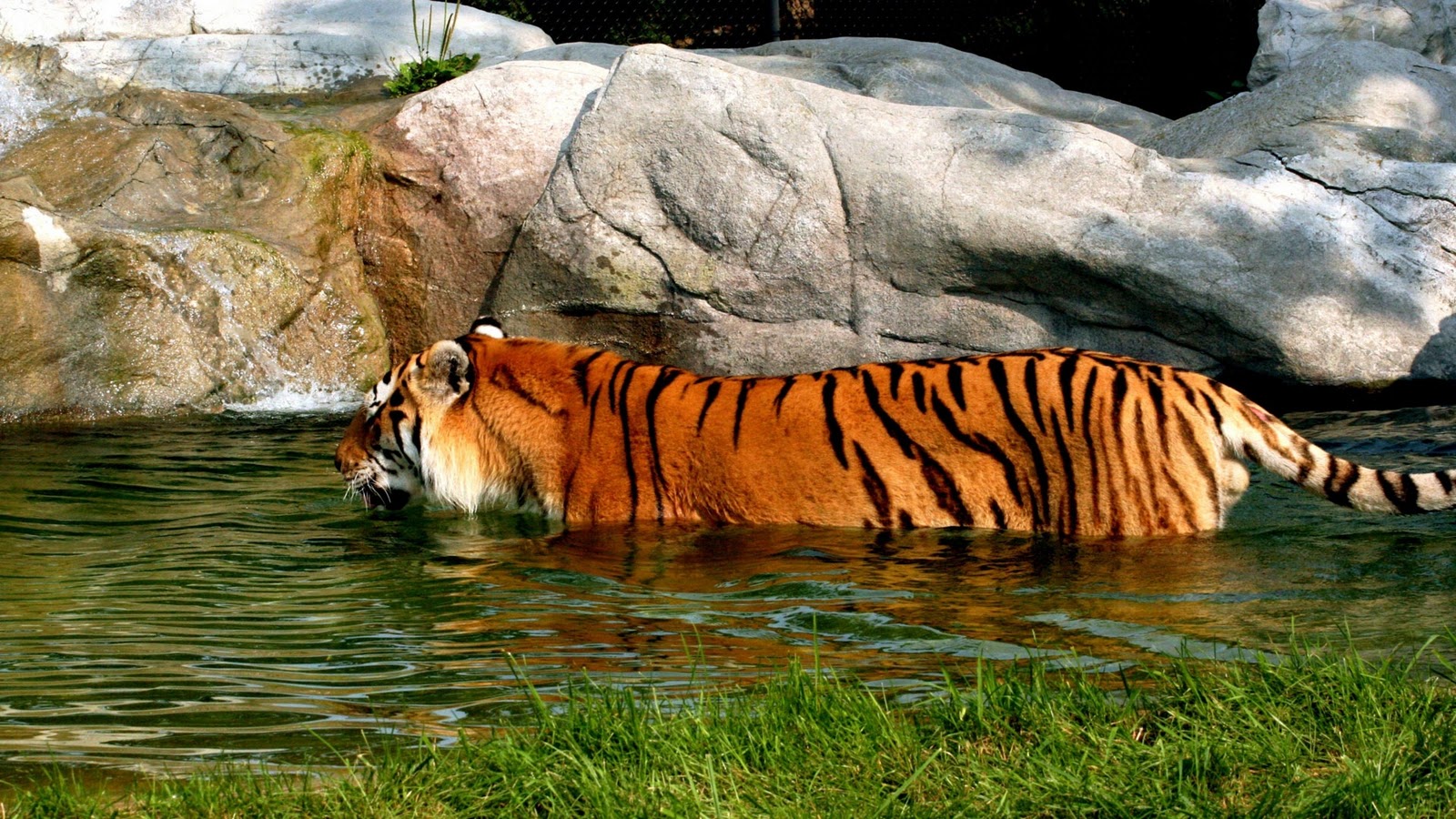 Fondos de tigres, Imágenes de tigres, fotos y wallpapers en HD