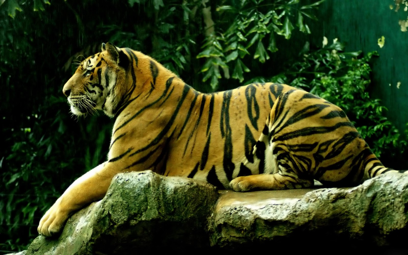 Fondos de tigres Imágenes de tigres fotos y wallpapers en HD