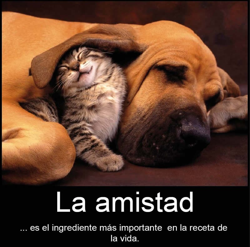 amistad imagenes (21)