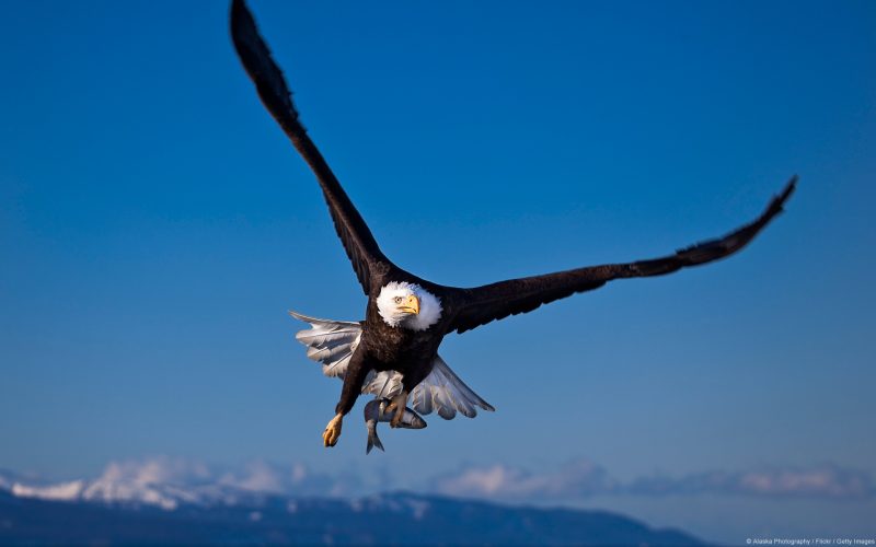 Águila volando