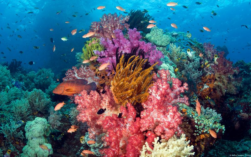 Coral en las aguas de Indonesia