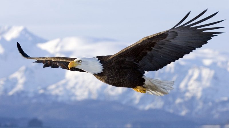 águila real volando