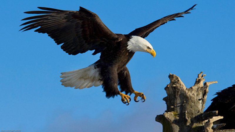 aguila-real-wallpapers-hd