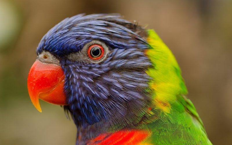 animales-tropicales-pajaros-fondos-de-pantalla