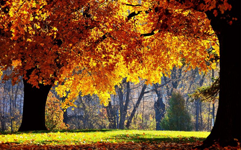 arboles-otoñales-fondos-hd