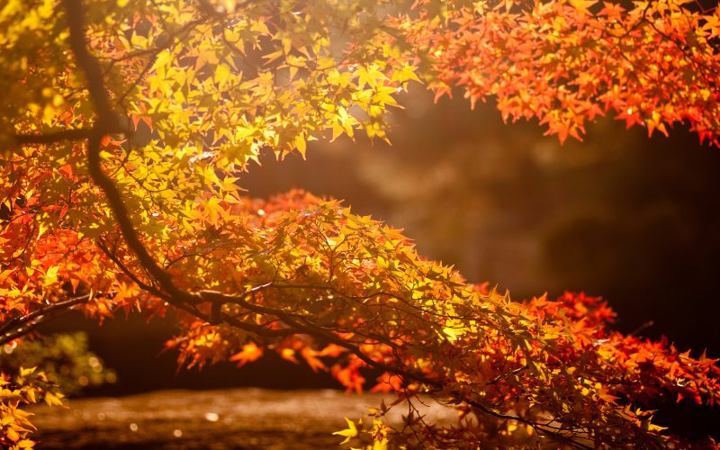 autumn-branches-wallpapers-hd