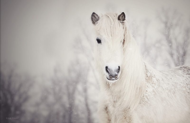 caballo-blanco-salvaje-fondos-pantalla-hd