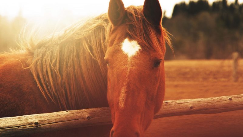 caballo-fondo-de-pantalla-hd