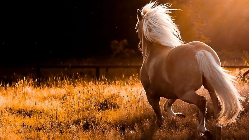 caballo-salvaje-fondo-de-pantalla-hd