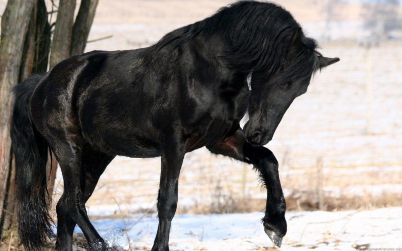 caballo-salvaje-negro-fondo-de-pantalla