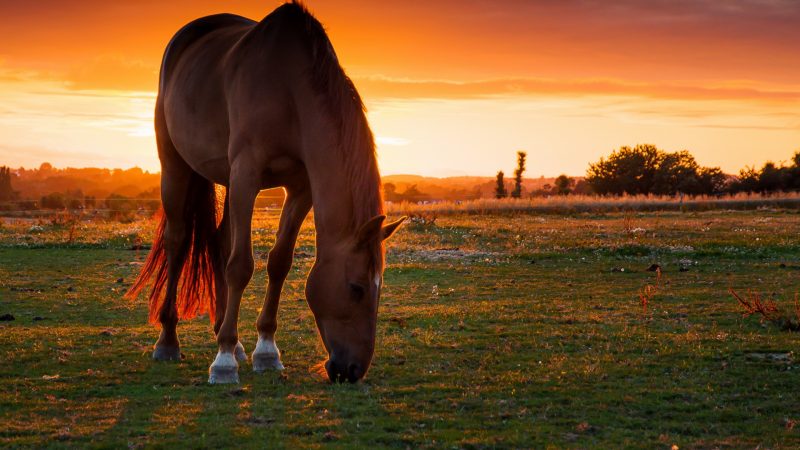 caballo-salvaje-pradera-fondo-hd