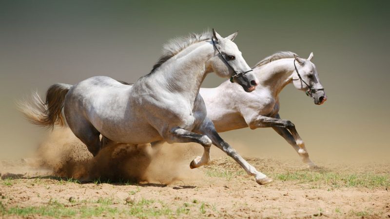 caballos-salvajes-corriendo-wallpapers-hd