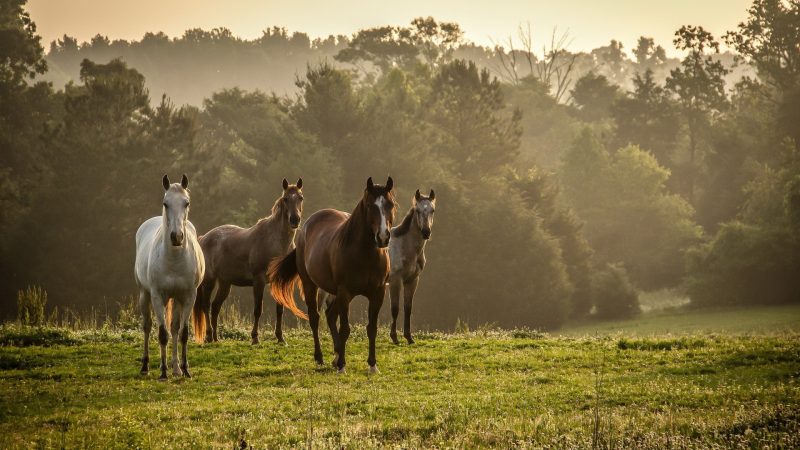 caballos-salvajes-fondos-de-pantalla-gratis