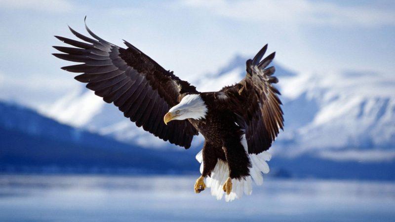 fondos-aguilas-reales-wallpapers-hd