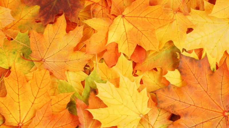 fondos-de-pantalla-hojas-otoño