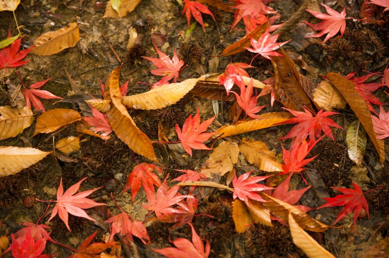 fondos-hojas-otoño