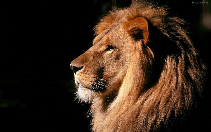 fondos-leones-wallpapers