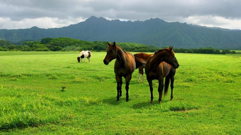 fondos-pantalla-caballos-wallpapers