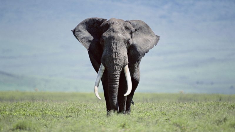 fondos-pantalla-elefante