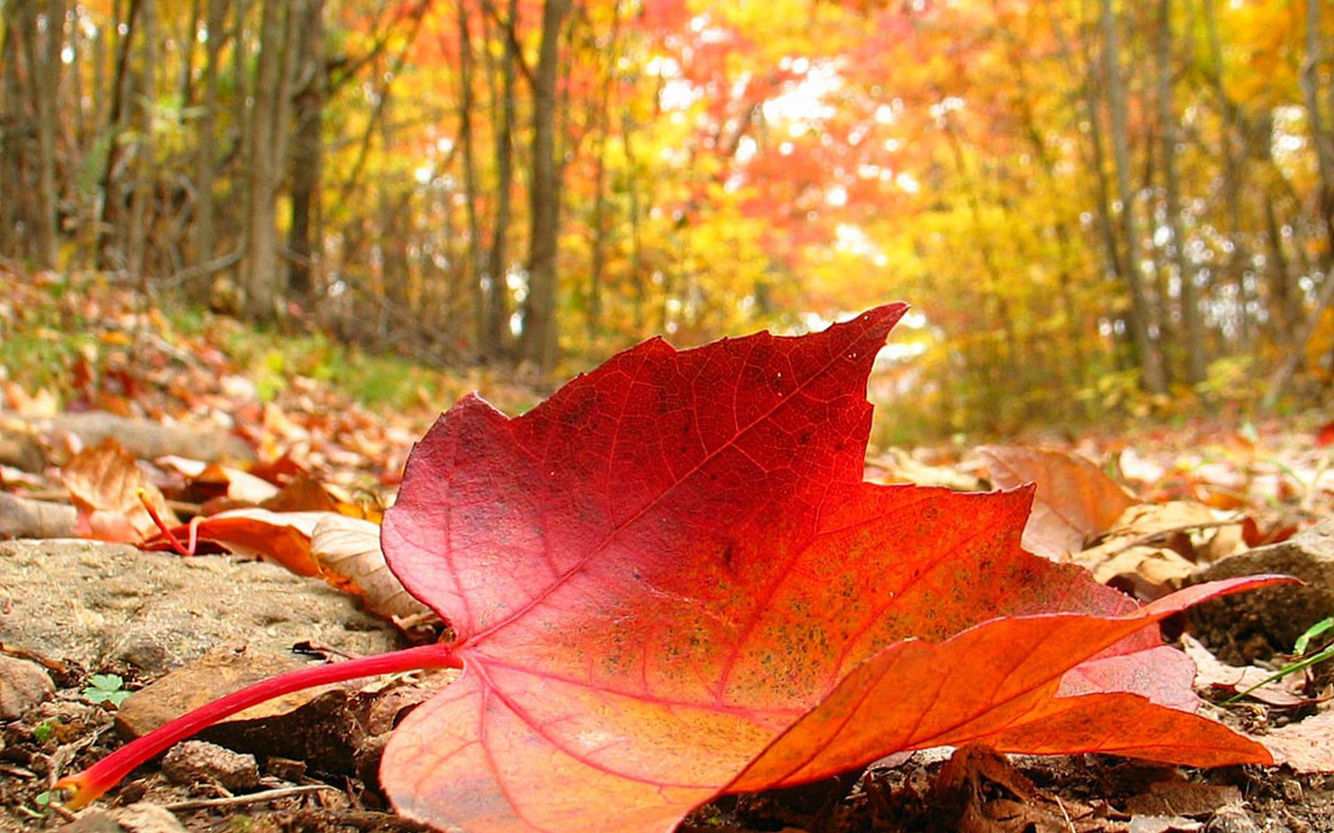 Fondos Otoño, wallpapers autumn, fondos de pantalla de otoño