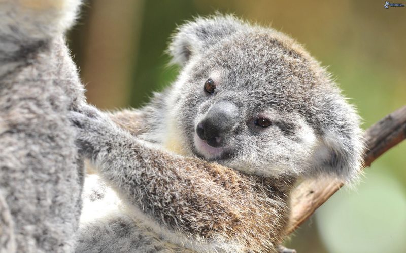 koala-cachorro-fondos-hd