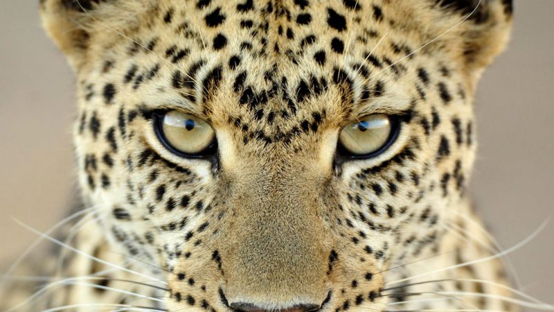 leopardo-fondo-hd