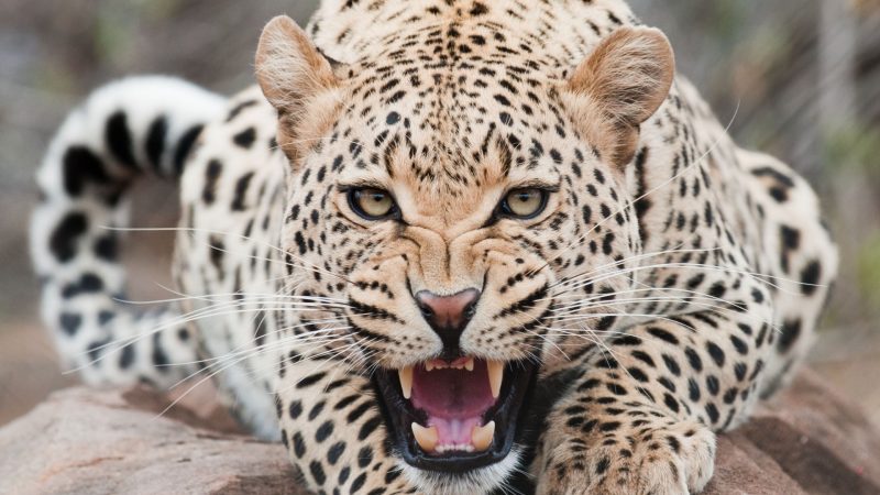 leopardo-wallpaper-hd