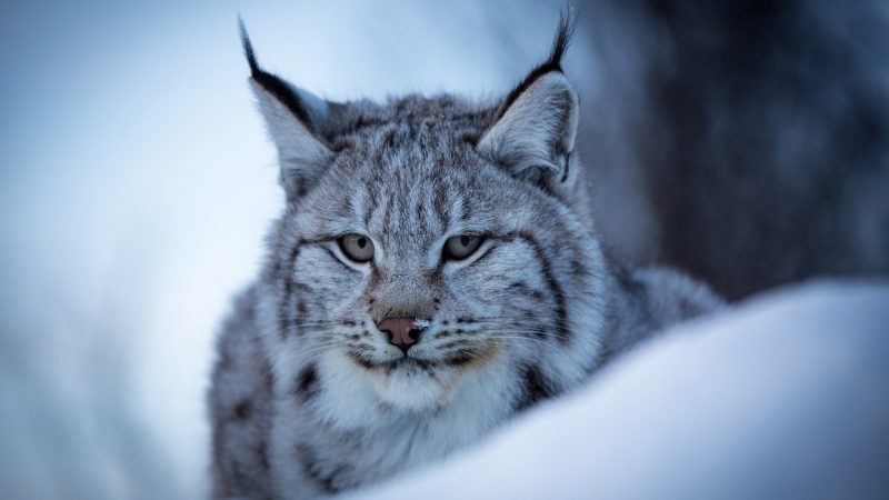 lince-gato-salvaje-wallpaper-gratis