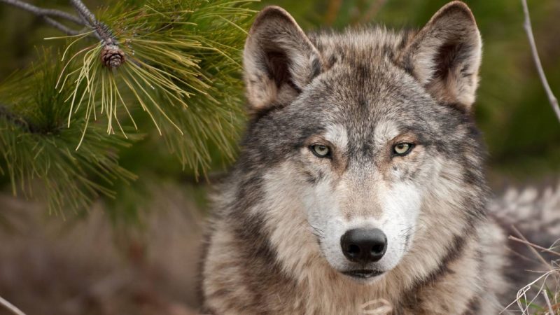 lobos-fondos-hd