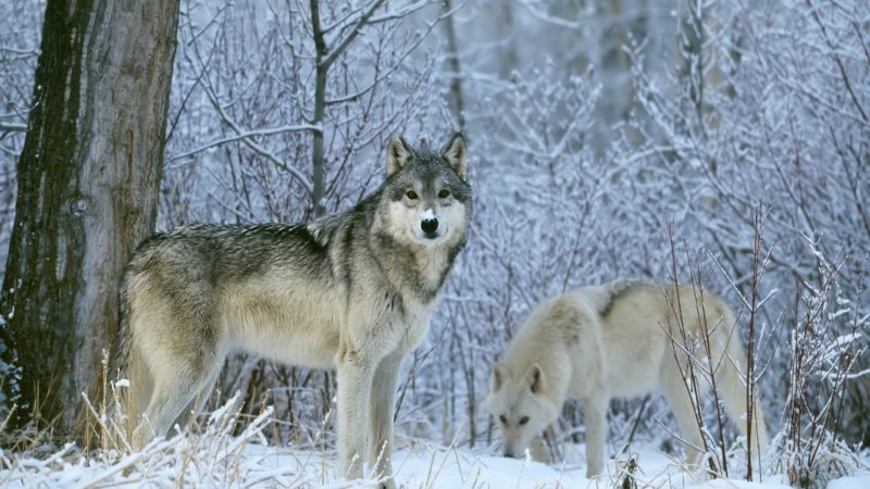 manada-lobos-fondos-hd