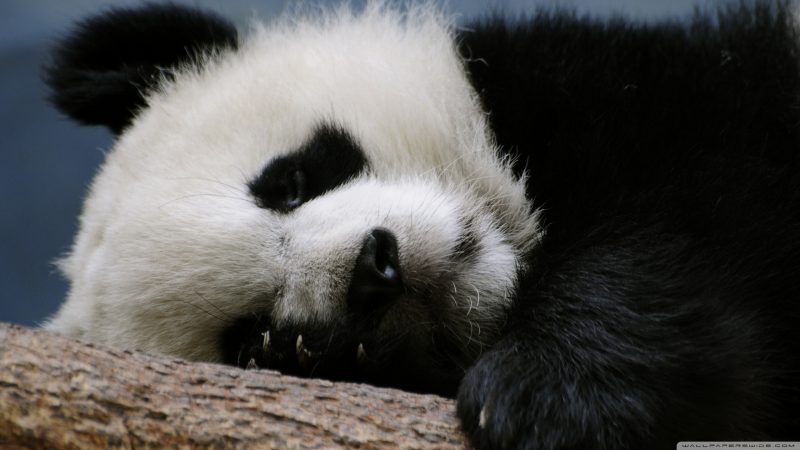 oso-panda-wallpapers-hd