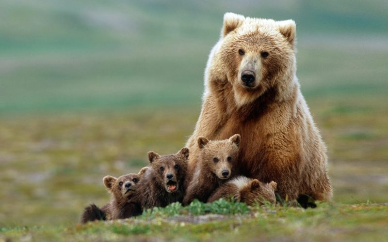 120 Fondos de pantalla de Animales muy bonitos e impresionantes