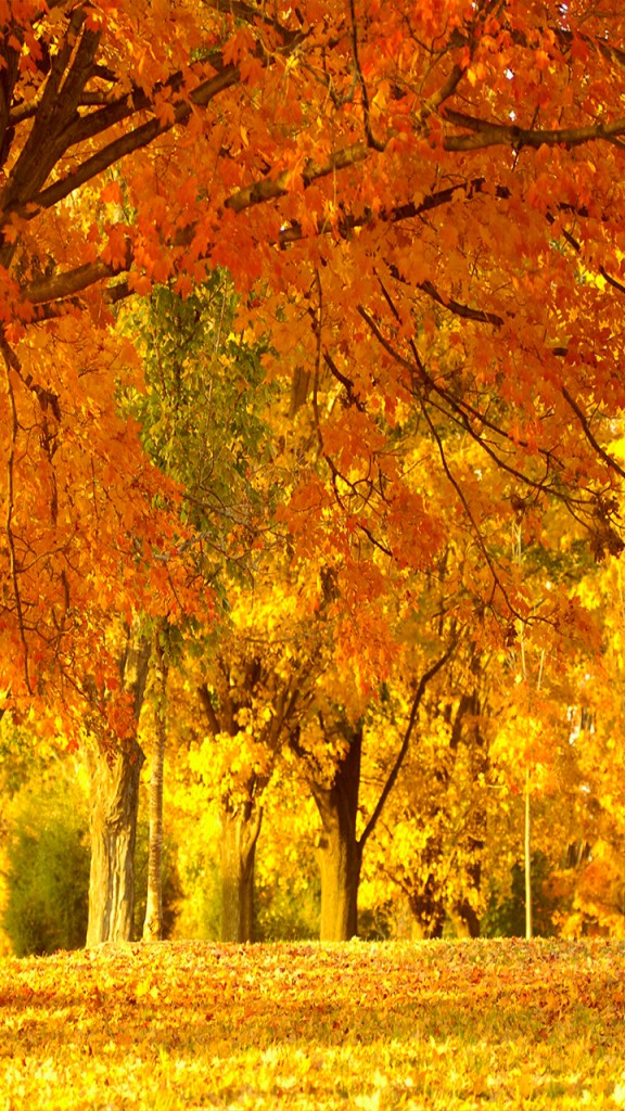 Otoño fondos de pantalla para android e iphone, fondos otoño movil