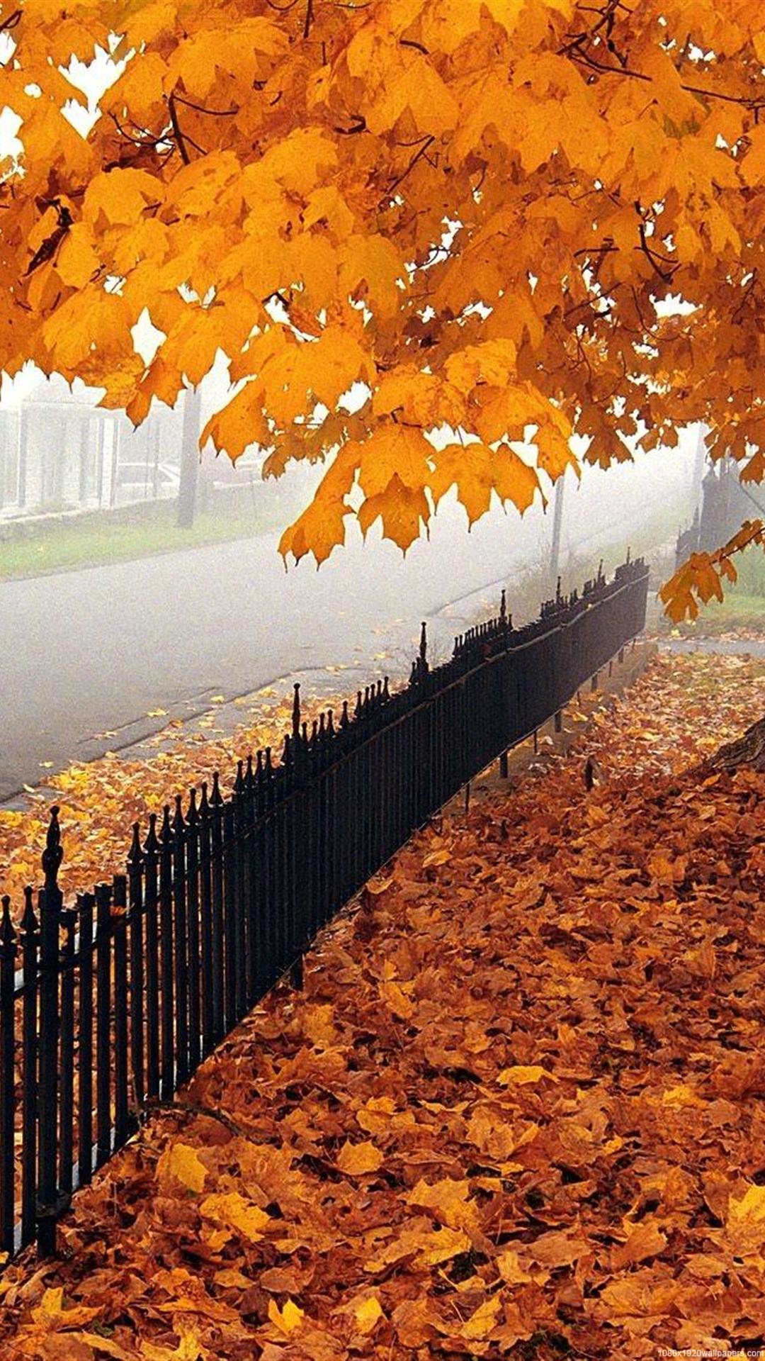 Otoño fondos de pantalla para android e iphone, fondos otoño movil