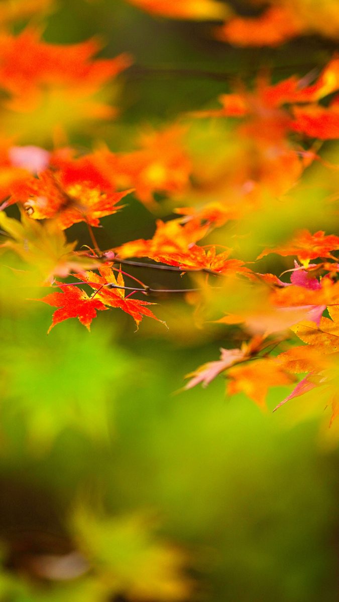 Otoño fondos de pantalla para android e iphone, fondos otoño movil