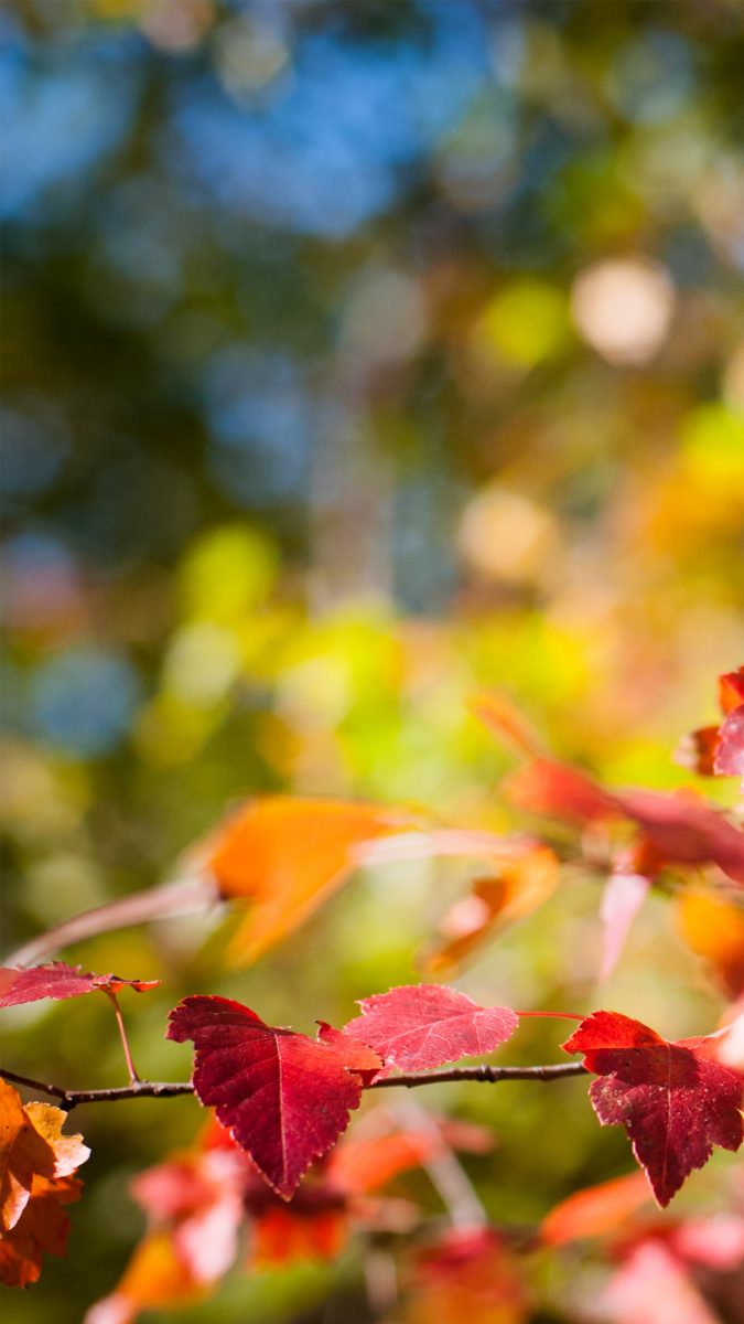 Otoño fondos de pantalla para android e iphone, fondos