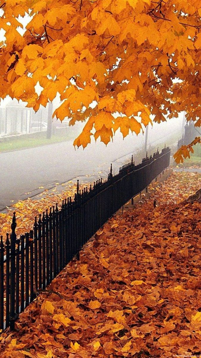 otoño-fondos-hd-android