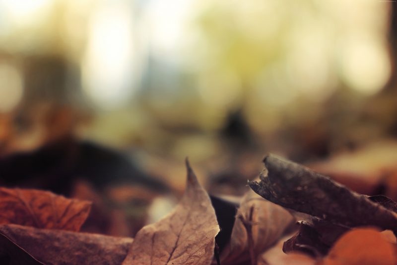 otoño-fondos-naturaleza-wallpapers-gratis