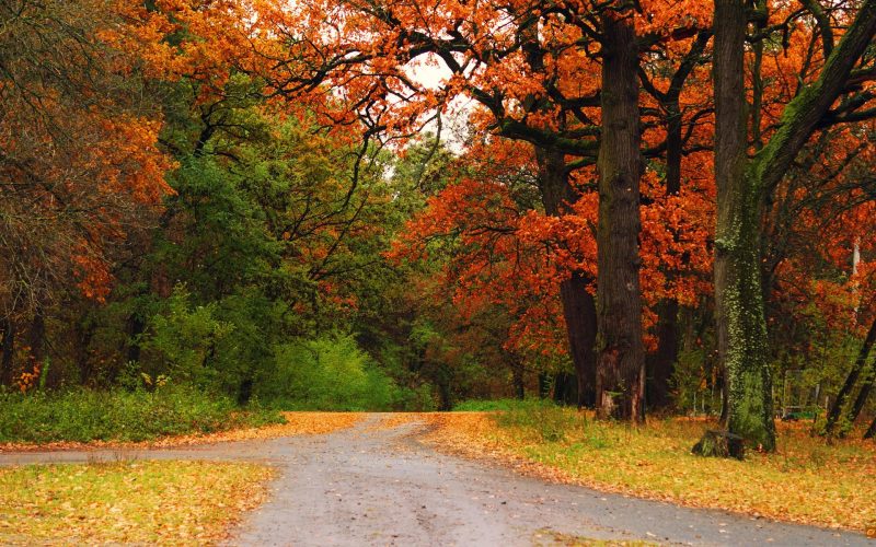 otoño-naturaleza-fondos