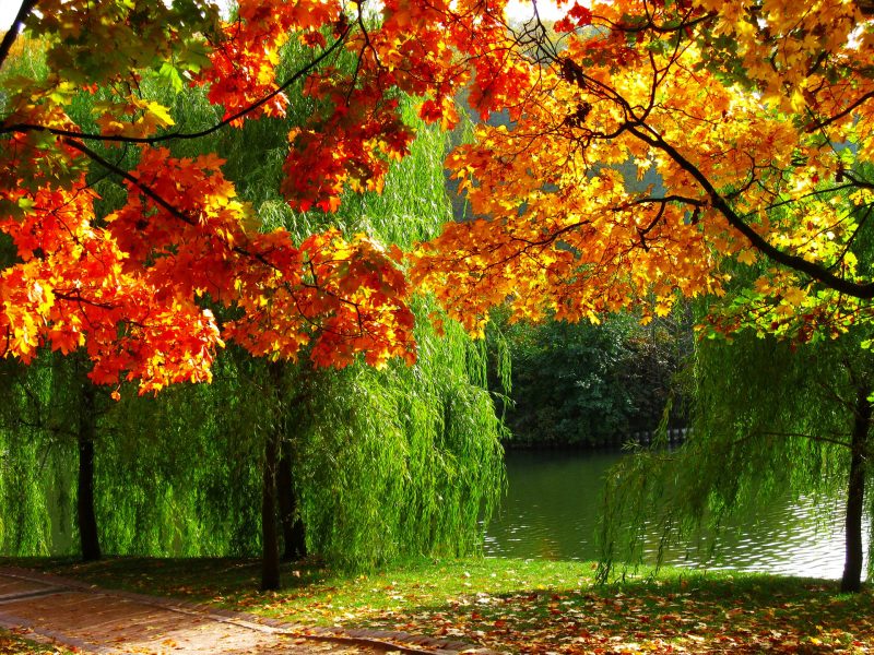 paisajes-de-otoño-gratis-fondos-hd